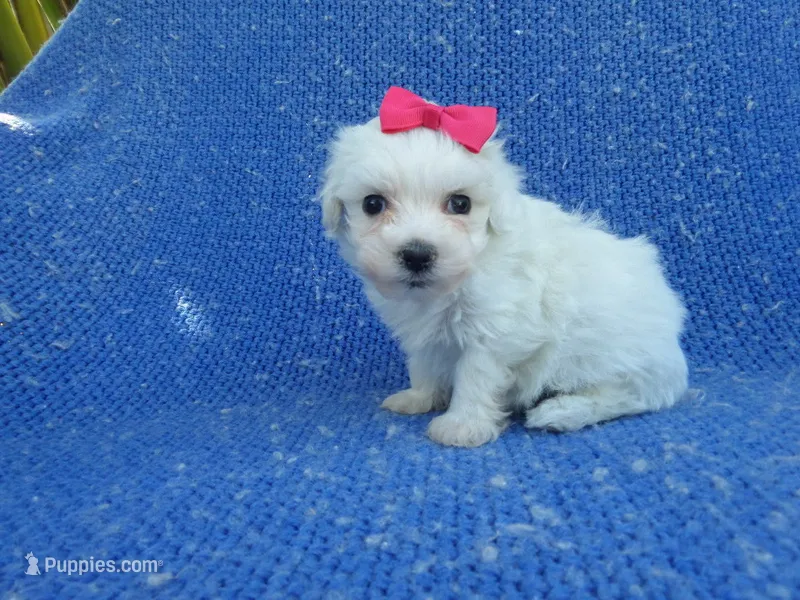 Evie – Maltipoo puppy for sale in Whittier, CA
