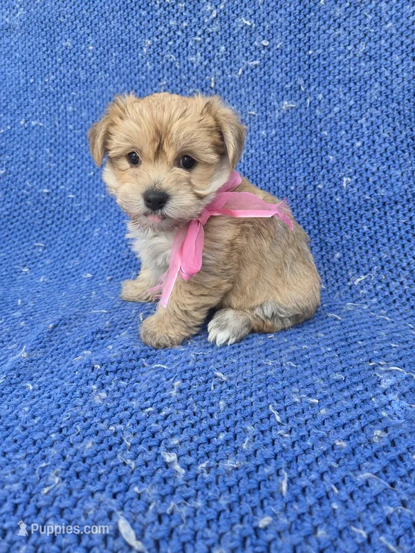 Diana – Morkie puppy for sale in Whittier, CA