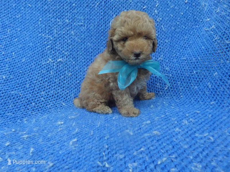 Danny – Poodle - Toy  puppy for sale in Whittier, CA
