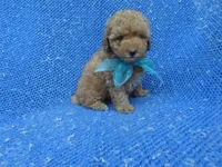 Danny, a male Poodle - Toy  for sale in Whittier, CA – 1 of 1