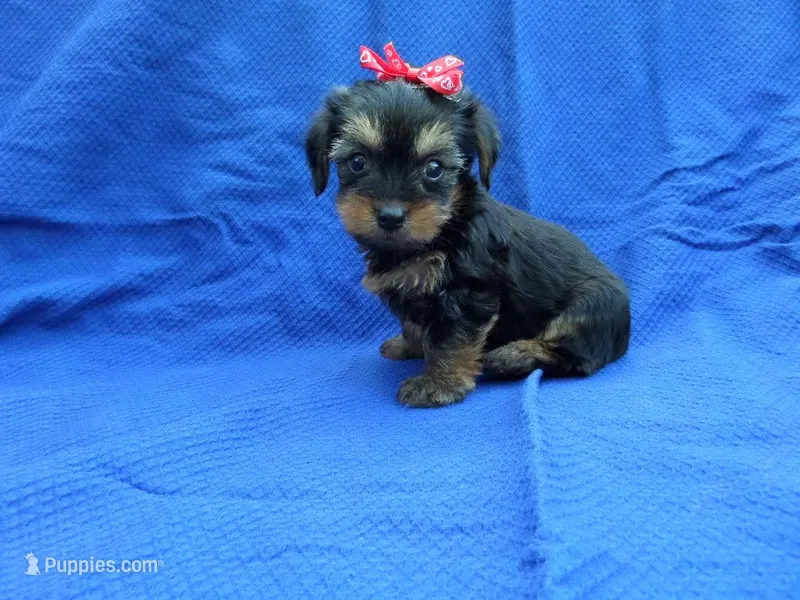 Gabby 2nd, a female Yorkshire Terrier for sale in Whittier, CA – Photo 1 of 1