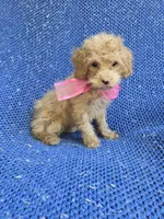 Venessa , a female Maltipoo for sale in Whittier, CA – 1 of 1