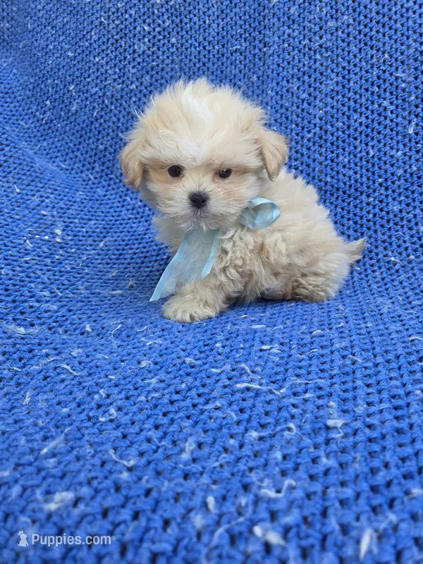 Olliver – Yorkipoo puppy for sale in Whittier, CA
