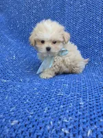 Olliver, a male Yorkipoo for sale in Whittier, CA – 1 of 1