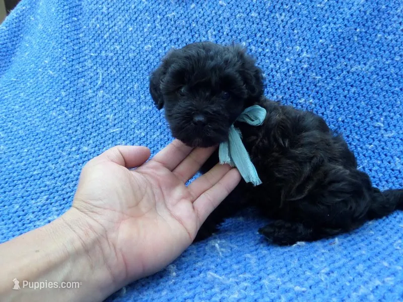 Johnny – Mal Shi puppy for sale in Whittier, CA