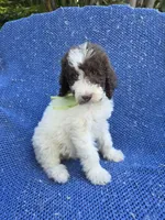 Nate, a male Goldendoodle for sale in Whittier, CA – 1 of 1