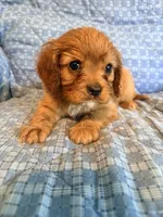 Faith 2nd, a female Cavalier King Charles Spaniel for sale in Whittier, CA – 1 of 1