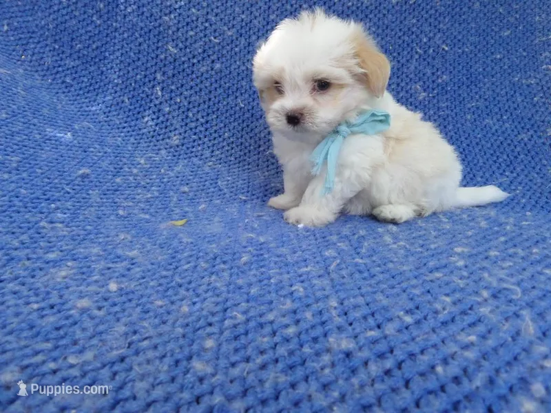 Felix 2nd – Mal Shi puppy for sale in Whittier, CA