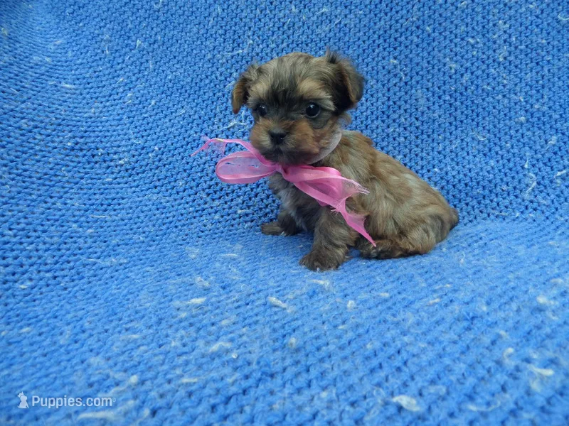 Katy – Mal Shi puppy for sale in Whittier, CA