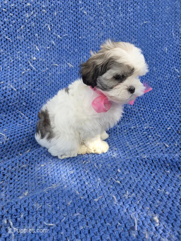 Cammy – Mal Shi puppy for sale in Whittier, CA
