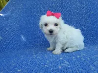 Katie, a female Maltipoo for sale in Whittier, CA – 1 of 1