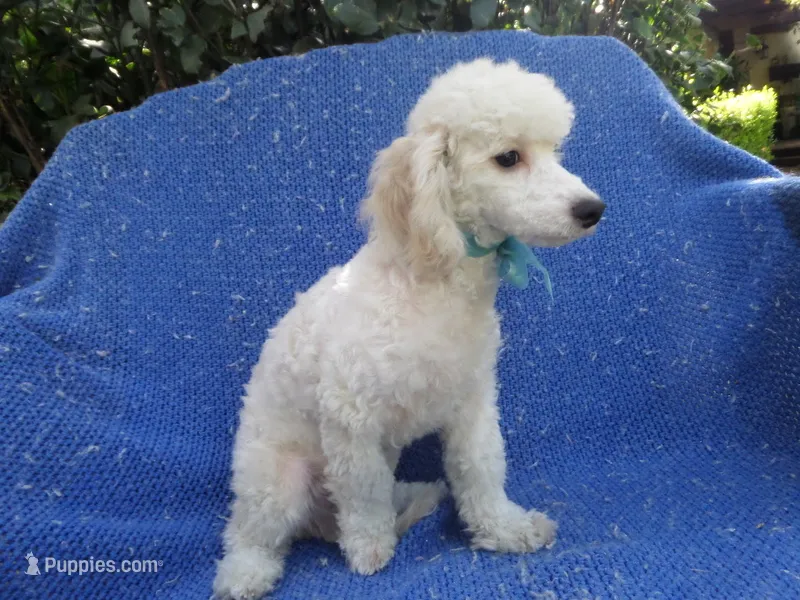 Tommy – Poodle - Toy  puppy for sale in Whittier, CA