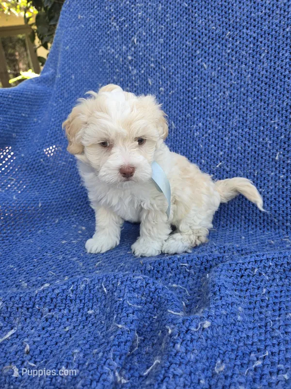 Olliver 2nd, a male Mal Shi for sale in Whittier, CA – Photo 1 of 1