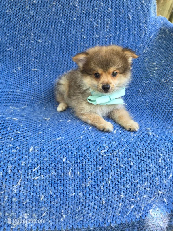 Vinny – Pomeranian puppy for sale in Whittier, CA