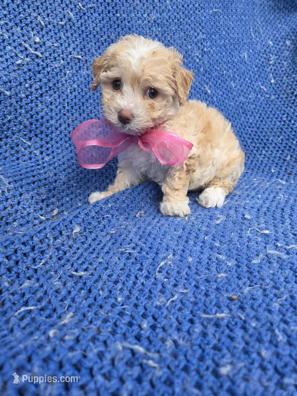 Winny – Poodle - Toy  puppy for sale in Whittier, CA