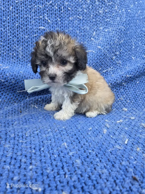 Dax – Morkie puppy for sale in Whittier, CA