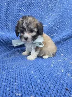 Dax, a male Morkie for sale in Whittier, CA – 1 of 1