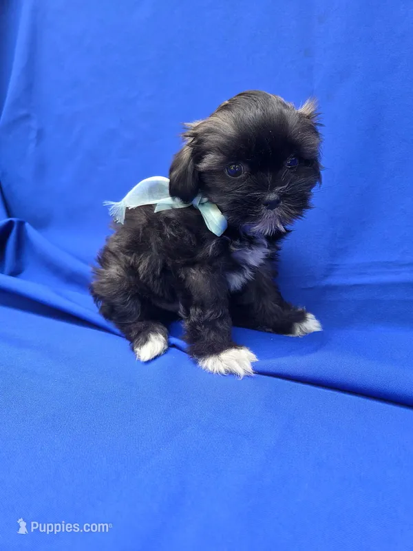 Jax – Maltipoo puppy for sale in Whittier, CA