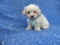Tommy, a male Mal Shi for sale in Whittier, CA – 1 of 1