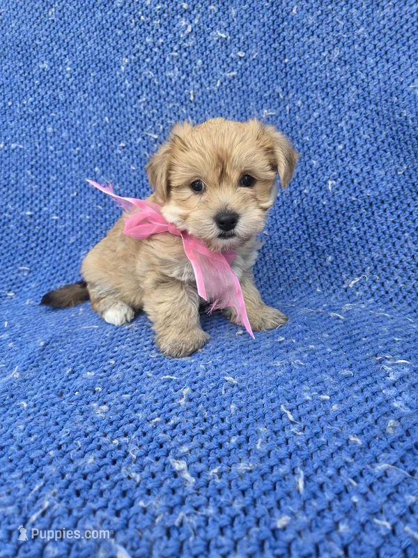 Tammy – Morkie puppy for sale in Whittier, CA