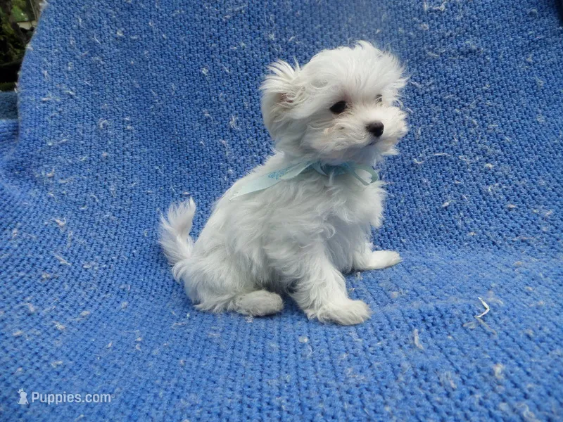 Vinny – Maltese puppy for sale in Whittier, CA