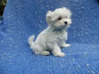 Vinny, a male Maltese for sale in Whittier, CA – 1 of 1