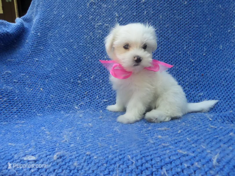 Letty 2nd – Maltese puppy for sale in Whittier, CA