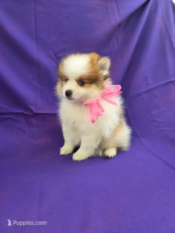 Jacie – Pomeranian puppy for sale in Whittier, CA
