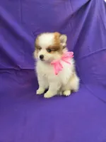 Jacie, a female Pomeranian for sale in Whittier, CA – 1 of 1
