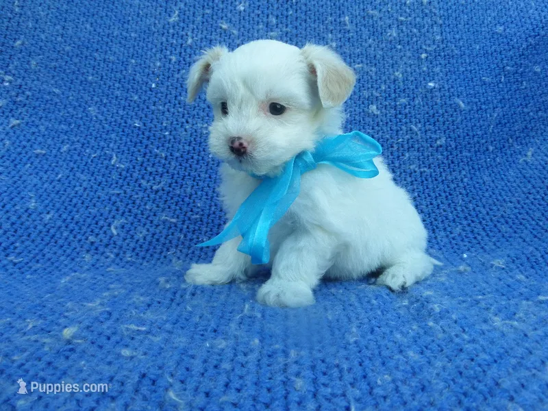 Alex – Maltipoo puppy for sale in Whittier, CA