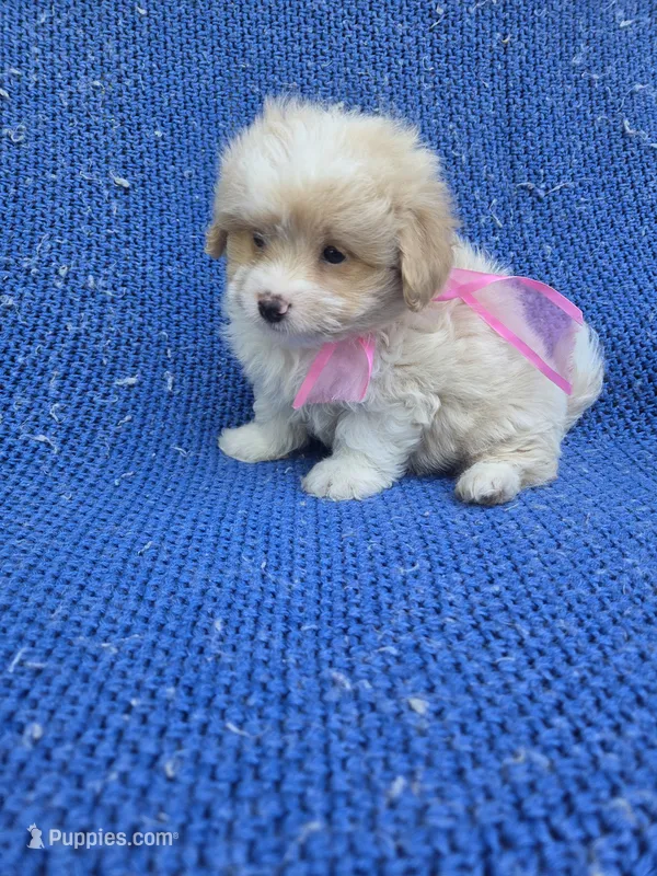 Ivara – Maltipoo puppy for sale in Whittier, CA