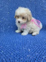 Ivara, a female Maltipoo for sale in Whittier, CA – 1 of 1