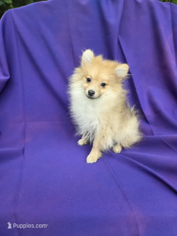 Jay 2nd – Pomeranian puppy for sale in Whittier, CA