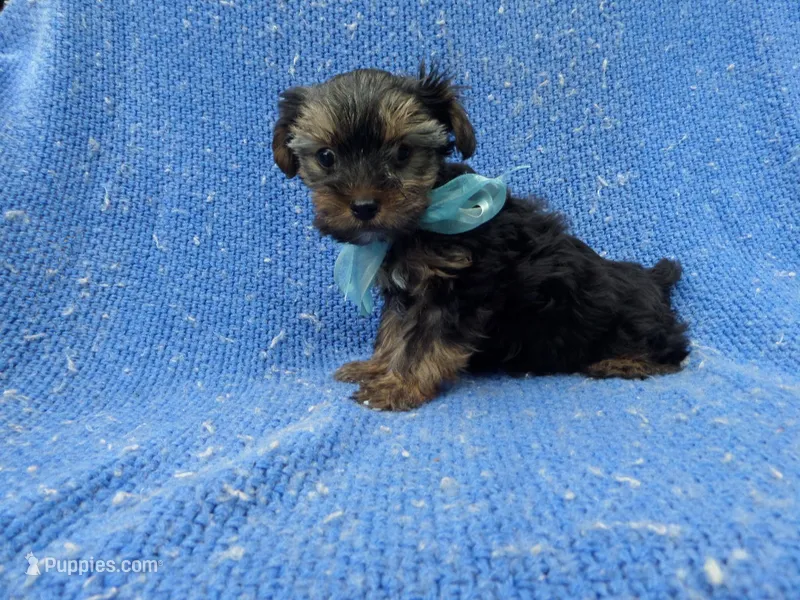 Gabe – Yorkshire Terrier puppy for sale in Whittier, CA