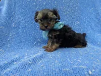 Gabe, a male Yorkshire Terrier for sale in Whittier, CA – 1 of 1