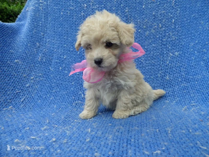 Layla – Poodle - Toy  puppy for sale in Whittier, CA