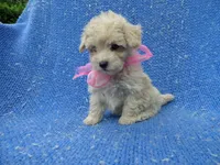 Layla, a female Poodle - Toy  for sale in Whittier, CA – 1 of 1