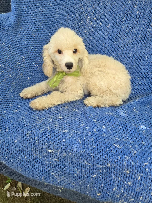 Bennet – Poodle - Toy  puppy for sale in Whittier, CA