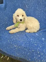 Bennet, a male Poodle - Toy  for sale in Whittier, CA – 1 of 1