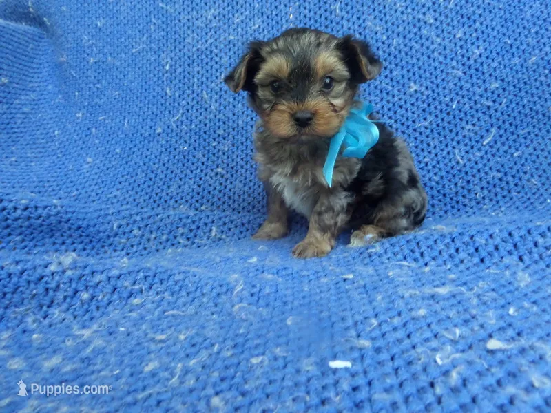 Asher – Yorkshire Terrier puppy for sale in Whittier, CA