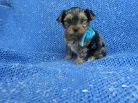 Asher, a male Yorkshire Terrier for sale in Whittier, CA – 1 of 1