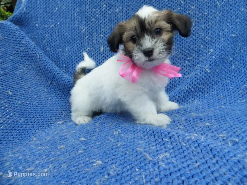 Faith – Maltipoo puppy for sale in Whittier, CA
