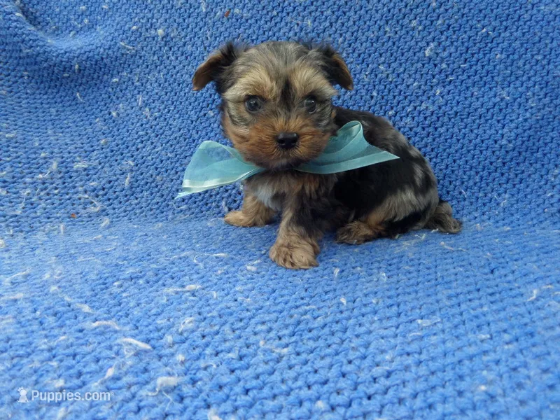 Ben – Yorkshire Terrier puppy for sale in Whittier, CA