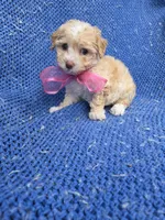 Gabby, a female Poodle - Toy  for sale in Whittier, CA – 1 of 1