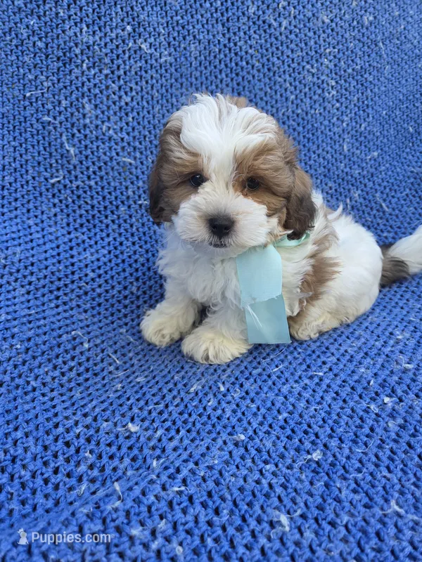 Ivan  – Mal Shi puppy for sale in Whittier, CA
