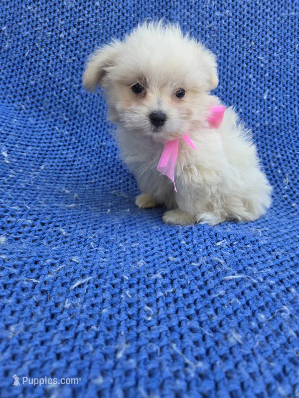 Faith  – Mal Shi puppy for sale in Whittier, CA