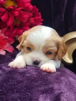 Colby 2nd, a male Cavalier King Charles Spaniel for sale in Whittier, CA – 1 of 1