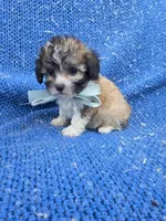 Oscar 2nd, a male Maltipoo for sale in Whittier, CA – 1 of 1