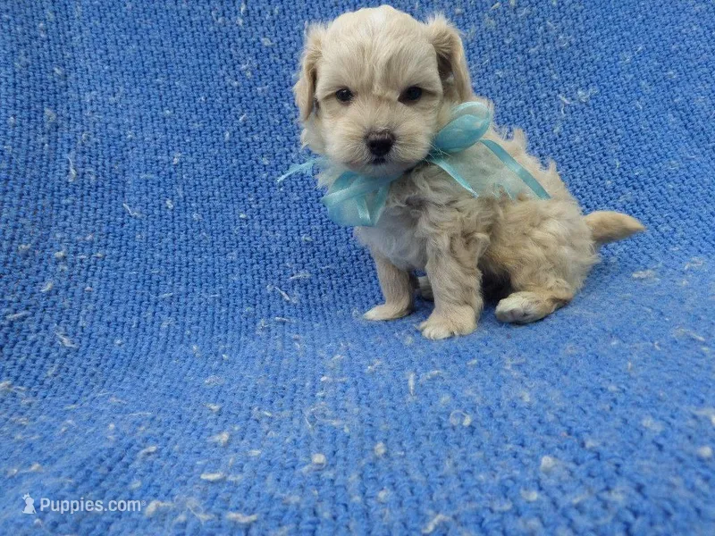 Holt – Mal Shi puppy for sale in Whittier, CA