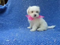 Letty, a female Maltese for sale in Whittier, CA – 1 of 1